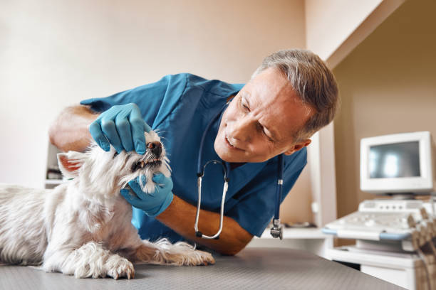 Best Affordable Emergency Dental Care  in Stockton University, NJ